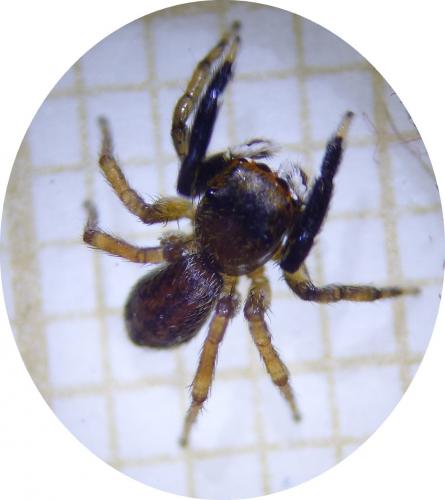 Réf. 287 584 : Euophrys frontalis